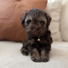 Bruno - Liver male Miniature Schnauzer puppy in Orange City, Florida from Xaysha’s Miniature Schnauzers