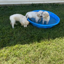 Golden Retriever Puppies from Mia Ragazza Golden Retrievers