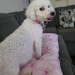 Bella - Bichon Frise