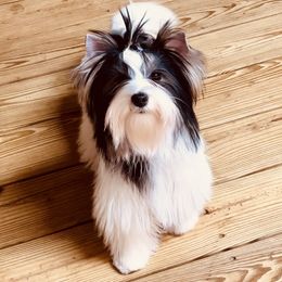 Queenie - Biewer Terrier