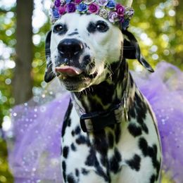 Basset Hound and Dalmatian Puppies from Lazy B Bassets and Dalmatians