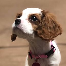 Cavalier King Charles Spaniels from Brugere Cavaliers