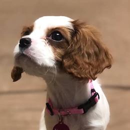 Cavalier King Charles Spaniels from Brugere Cavaliers