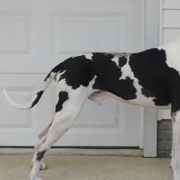 Great Danes from Sweet Baby Danes