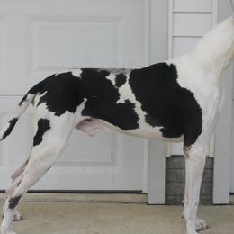 Great Danes from Sweet Baby Danes