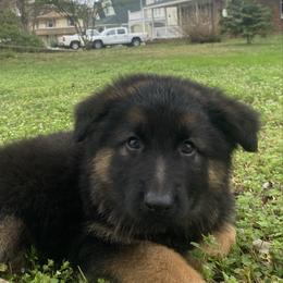 Silka - Black and red female German Shepherd puppy in Mc Minnville, Tennessee from Hobbs Family Shepherds