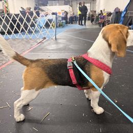 Beagle All Grown Up from Knappogue Beagles