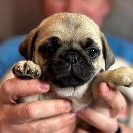 Goldie (white collar) - Fawn female Pug puppy in Morgantown, West Virginia from Groovy Pugs