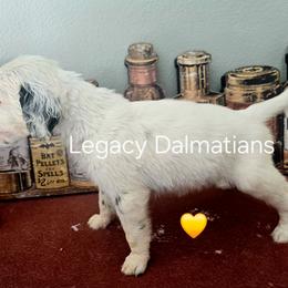 Thunder - White and black male Dalmatian puppy in Janesville, Wisconsin from Legacy Dalmatians
