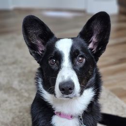 OLIVE - Cardigan Welsh Corgi