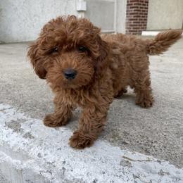 Goldendoodle Puppies from Golden Maxim Kennels