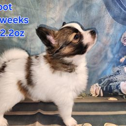 Companion Cross, Papillon, and Pomeranian Puppies from Lovely Ladies and Little Asses Miniature Equines (L3A Pomeranians & Papillons)