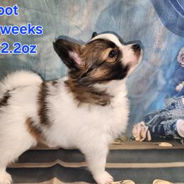 Companion Cross, Papillon, and Pomeranian Puppies from Lovely Ladies and Little Asses Miniature Equines (L3A Pomeranians & Papillons)