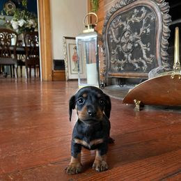Dachshund Puppies from Cromwell Cogsworth Dachshunds of South West Michigan