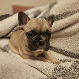 French Bulldog Puppies from Electric City Frenchies