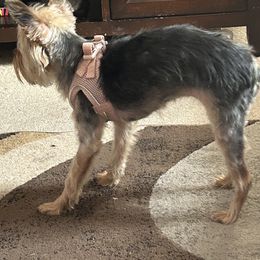 Sadie - Yorkshire Terrier