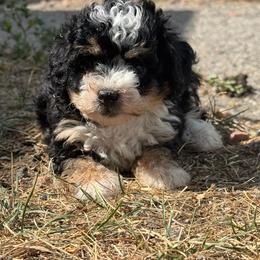 ELOISE - Tri-color female Bernedoodle puppy in Longmont, Colorado from Colorado Miniature Bernedoodle Puppies