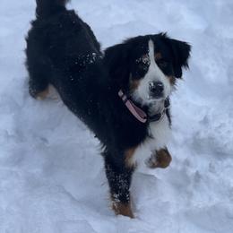 Dakota - Bernese Mountain Dog
