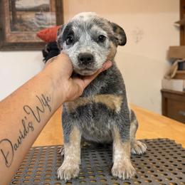 Australian Cattle Dog Puppies from Adcock Ranch Cattle Dogs