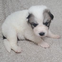 Girl 2 - White and badger female Great Pyrenees puppy in Nicholson, Georgia from Pony Trail Farm