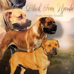 Boerboel puppies from Cold River Boerboels
