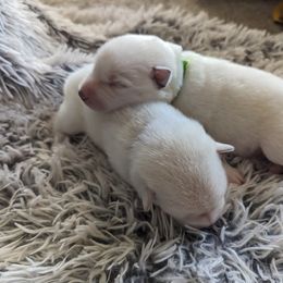 Pomsky Puppies from Valparaiso Pomskys
