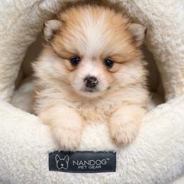 Boy 1 - Cream sable parti male Pomeranian puppy in Mc Henry, Illinois from Pomeranians