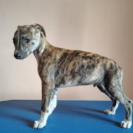 Winston - Fawn brindle male Whippet puppy in Goldendale, Washington from Amulet Charm