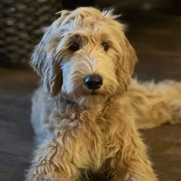 Pink Girl - Apricot Goldendoodle puppy in Winters, California from 7HL Doodles