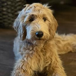 Pink Girl - Apricot Goldendoodle puppy in Winters, California from 7HL Doodles