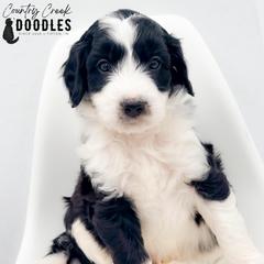 Charlie - male Australian Mountain Doodle puppy in Tipton, Indiana from Country Creek Doodles