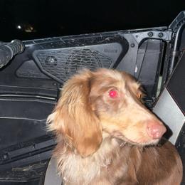 Whiskey - Dachshund