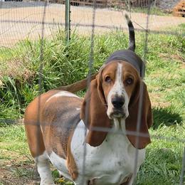 Wrinkles - Basset Hound