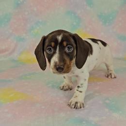 Dachshund Puppies from Newbern's Nuggets