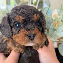 Boy 1 - Merle male Cavapoo puppy in Yuciapa, California from AlltheDoodlez_
