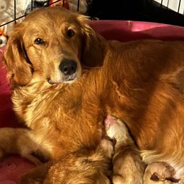 Girl 1 - Golden female Golden Retriever puppy in Montrose, Michigan from Spraggins Sweet Acres