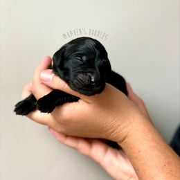 Goldendoodle Puppies from Winnie at Haven's Doodles