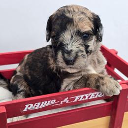Chickpea - Sable female Bernedoodle puppy in Neillsville, Wisconsin from Granton Creek
