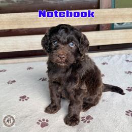 Notebook - Brown male Bernedoodle puppy in Banner Elk, North Carolina from Walnut Tree Bernedoodles