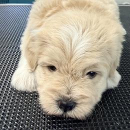 Cream parti boy - Parti male Miniature Schnauzer puppy in Kaufman, Texas from KK’s Krazy Kennels