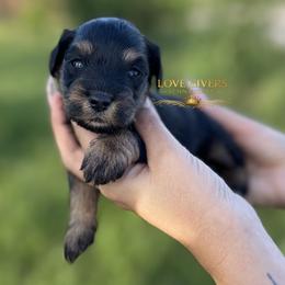 AKC Black and Silver-Tan Boy - Black and silver male Miniature Schnauzer puppy in Lake Placid, Florida from Love Giver Schnauzers
