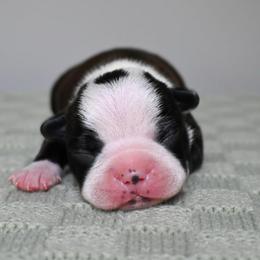 Tiger - Black brindle and white male Boston Terrier puppy in Plymouth, New Hampshire from Punk Kennels