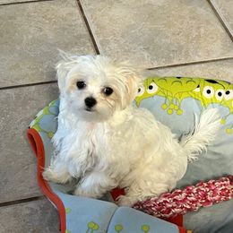 Boy 2 - White male Maltese puppy in Ocala, Florida from Hummingbird Fields