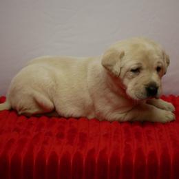 Snow - Yellow female Labrador Retriever puppy in Buffalo Valley, Tennessee from Buffalo Valley Breeders