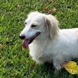 Blanca - Dachshund