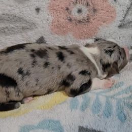 Australian Shepherd Puppies from Nicole Brinton