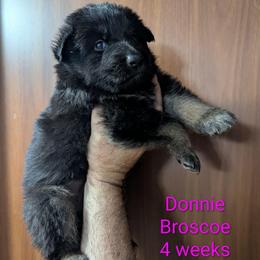 Donnie Broscoe - Black seal female German Shepherd puppy in Olean, New York from F&B Kennels