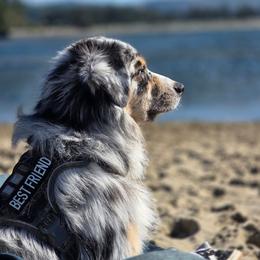 Wesson - Australian Shepherd