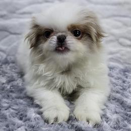 Mufasa - Lemon and white male Japanese Chin puppy in Johnson City, Tennessee from Erin & Friends Japanese Chin