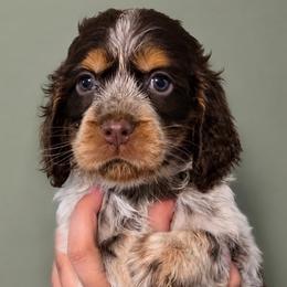 Zeppelin - Tri-Roan male English Springer Spaniel puppy in Fort White, Florida from Thunderbird Springers